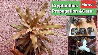 Cryptanthus Earth Star Guide  Flower Propagation amp Care [upl. by Auqinat]