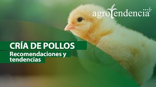 Cría de pollos  Sistemas y manejo agronómico [upl. by Markson622]