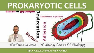 Prokaryotic Cells  Introduction and Structure  Post 16 Biology A Level PreU IB AP Bio [upl. by Alakim]