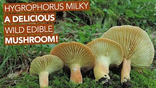 Hygrophorus Milky — A Delicious Wild Edible Mushroom [upl. by Reid]