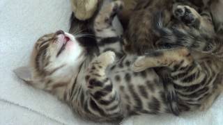 Bengal kittens Cute sleeping and meowing [upl. by Malha]