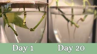 20 Day Time Lapse of Pothos Propagation  Root Development [upl. by Roxane138]