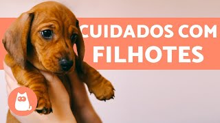 Como cuidar de um CACHORRO FILHOTE 🐶 Guia completo [upl. by Haas959]