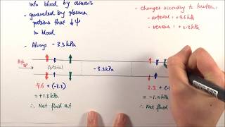 AS Biology  Tissue fluid formation OCR A Chapter 83 [upl. by Galasyn]