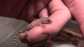 Baby House Gecko [upl. by Arleyne]