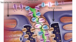 ExcitationContraction Coupling [upl. by Lathrope]