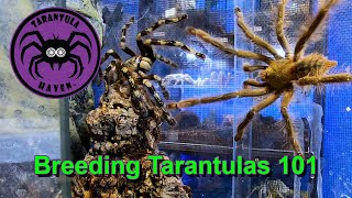 Breeding Tarantulas 101 [upl. by Robinetta666]