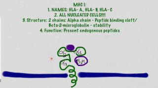 MHC Molecules And Antigen Presentation [upl. by Eniawd608]