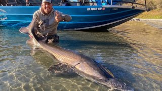 MONSTER STURGEON Catch Clean Cook AWESOME BEAST [upl. by Saixela411]