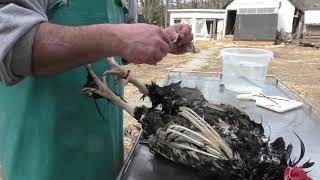 Backyard Chicken Processing Hand Plucking Made Easy [upl. by Ertsevlis]