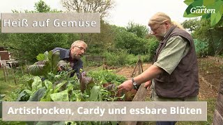 Artischocken Cardy und essbare Blüten aus dem Kleingarten  MDR [upl. by Elrem]