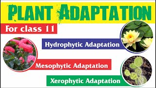 Plant Adaptation  Hydrophytic Mesophytic and Xerophytic Adaptation [upl. by Lethia]