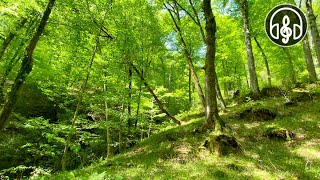 Beautiful spring mountain forest Birdsong in the Caucasus forest [upl. by Alasteir]