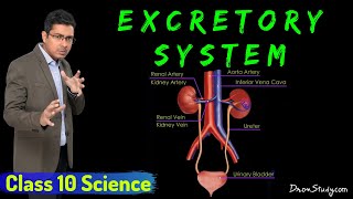 Excretory System  Life Processes 2  Class 10 Science Biology  Toppr Study [upl. by Eulaliah]