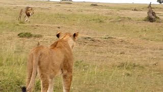 Big male lion shows lioness how to deal with hyenas [upl. by Berri]