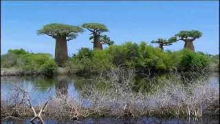 The Baobab Trees Madagascar [upl. by Rasla]