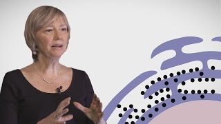 MOOC côté cours  Le récticulum endosplasmique [upl. by Ecad]