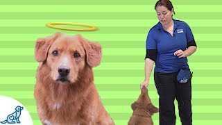 How To Teach Your Dog To Take Treats Gently [upl. by Ainahpets729]