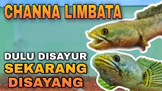 CHANNA LIMBATA  TIPS PERAWATAN [upl. by Diarmid271]