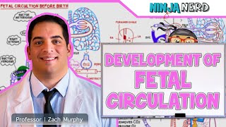 Embryology  Development of Fetal Circulation [upl. by Htiek]