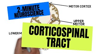 2Minute Neuroscience Corticospinal Tract [upl. by Ameehs]