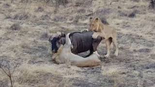 Lions Kill Wildebeest [upl. by Row880]