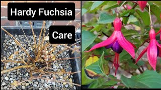 How to care for hardy fuchsia plants  container flower gardening [upl. by Randi771]