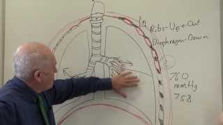 Respiratory System 2 Breathing and ventilation [upl. by Merrile]