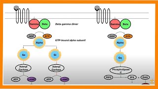 Signal Transduction Pathways GProtein Receptor Tyrosine Kinase cGMP [upl. by Yelich]