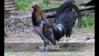 quotLAS MEJORES RAZAS DE GALLOS DE PELEAquot [upl. by Etna]