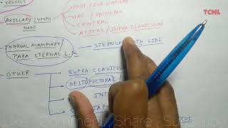 Mammary Gland Anatomy  6 Lymphatic Drainage  TCML [upl. by Ellenhoj980]