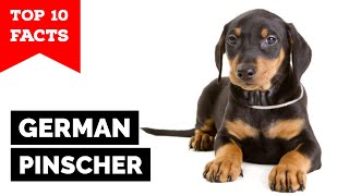 German Pinscher  Top 10 Facts [upl. by Notsnorb]