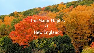 The Magic Maples of New England [upl. by Vernen]