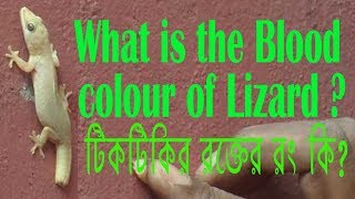 What is the blood color of House Lizard [upl. by Adnim672]