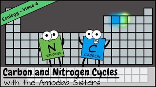 Carbon and Nitrogen Cycles [upl. by Hessney148]