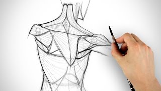 How to Draw the Shoulder Bones [upl. by Ttayh120]