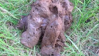 How to CLEAN DOG POOP OFF your SHOE 3 ways to do it [upl. by Alebasi486]