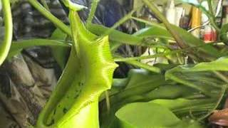 CARNIVOROUS PLANTS CAN EAT MICE [upl. by Ilarin]