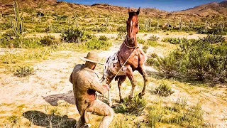 Rare Appaloosa horse Location rdr2 [upl. by Ayala]