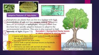 2 Adaptive features of halophytes [upl. by Pascia]