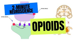 2Minute Neuroscience Opioids [upl. by Llenra]