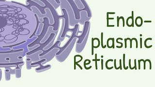 Endoplasmic Reticulum Structure amp Functions [upl. by Babita700]