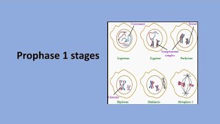 Prophase 1 Stages  Meiosis [upl. by Edelsten]