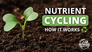 Nutrient Cycling  Soil Food Web School [upl. by Mobley]