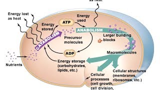 Microbiology of Microbial Metabolism [upl. by Ayna]