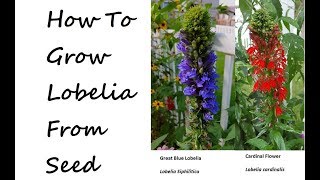 How to Grow Blue Lobelia and Cardinal Flower from seed lobelia cardinalis lobelia siphilitica [upl. by Dollie]