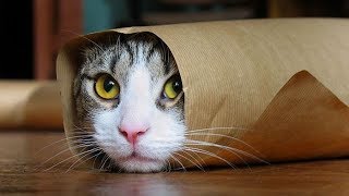 Funny Cats Compilation Most Popular Part 2 [upl. by Melissa]