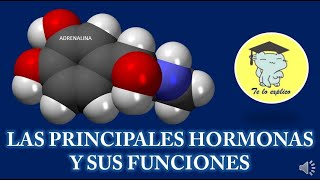 LAS HORMONAS MÁS CONOCIDAS Y SUS FUNCIONES [upl. by Eillak118]