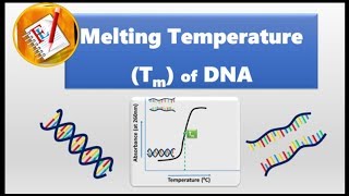 Melting Temperature of DNA Tm [upl. by Colner]