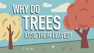 Why Do Trees Lose their Leaves [upl. by Maddy505]